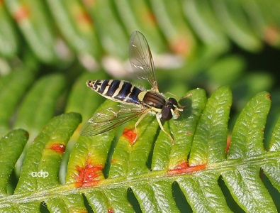 Sphaerophoria scripta, female, Alan Prowse
